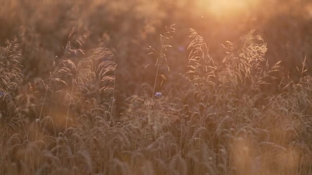 Cultivo de trigo en un campo — Vídeos de Stock