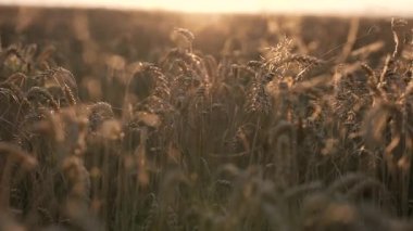 Güneş ışığı altında altın buğday