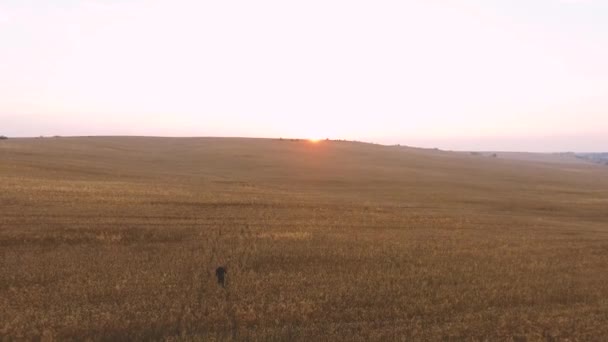 Homme marchant dans le champ de blé au coucher du soleil — Video