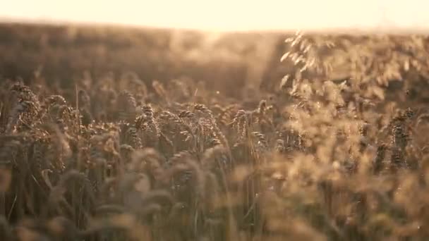 Tarwe veld oren van gouden tarwe — Stockvideo