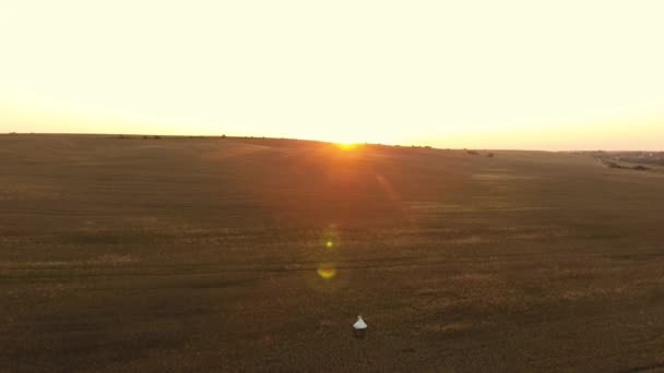 Pareja romántica camina trigo a la luz del sol — Vídeos de Stock