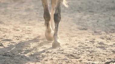 İçin hayvan bakımı