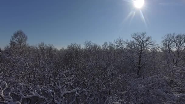 在雪中飞行冬季森林 — 图库视频影像