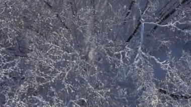 Uçuş kış orman karda