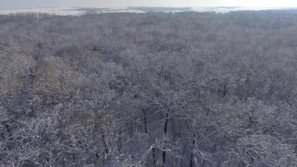 Hutan musim dingin di salju — Stok Video