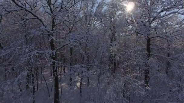 在雪中飞行冬季森林 — 图库视频影像