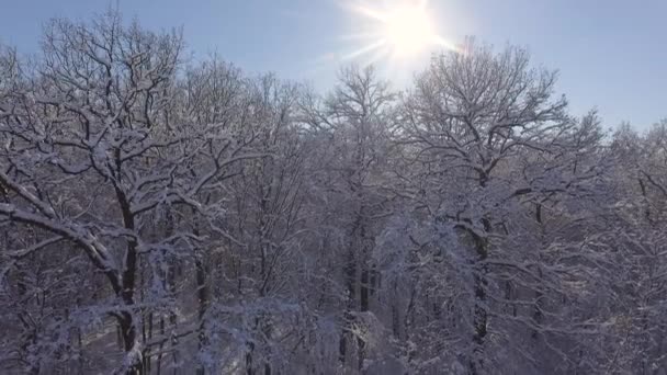 Foresta invernale nella neve. Natale o Capodanno — Video Stock
