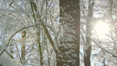 Sabah frost kış orman cadı kalın kar tabakası titredin