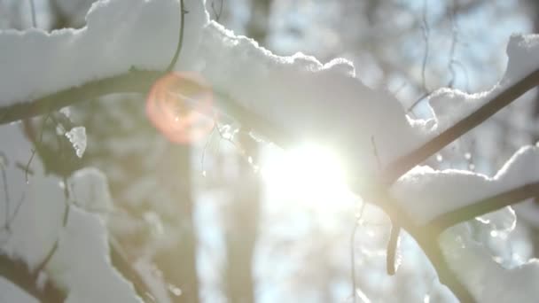 Floresta de inverno coberto bruxa camada grossa de neve — Vídeo de Stock