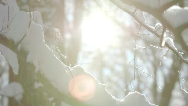 Atmosfera de Natal. Olhar mágico de inverno. Gelo matinal — Vídeo de Stock