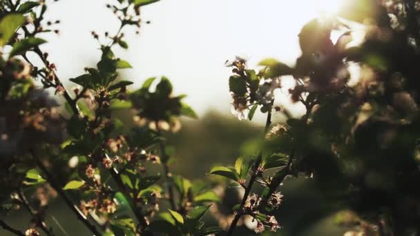 Flores de primavera en el viento — Vídeo de stock