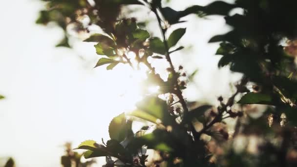 花园里的苹果花 — 图库视频影像