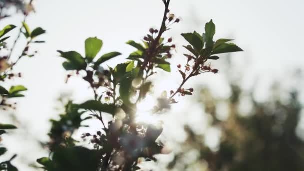 Fioritura di mela in giardino — Video Stock