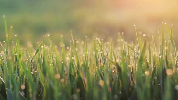 Grass Background With Water Drops — Stock Video