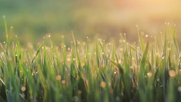 Fond d'herbe avec gouttes d'eau 