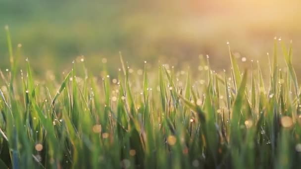 Fond d'herbe avec gouttes d'eau — Video