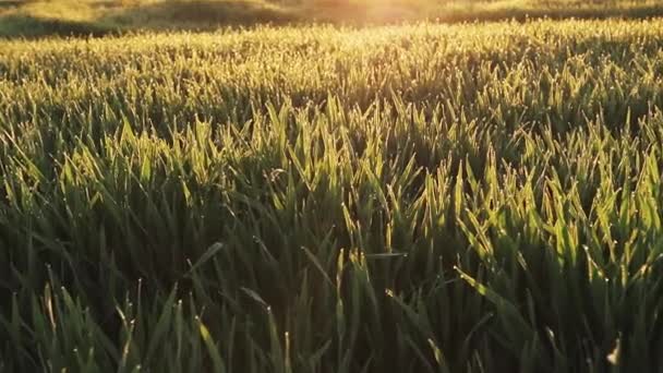 Čerstvé jarní pšenice ranní rosou — Stock video