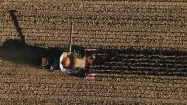 Hasat Ekin Tarlasında Olgun Mısırı Birleştiriyor.