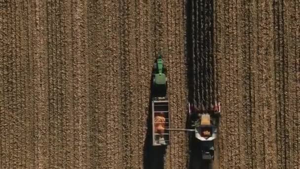 Flygfoto av skördetröskan skörda mogen majs på skördefält — Stockvideo