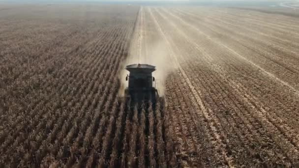 Kombajn zbożowy zbiera plony kukurydzy. Nożyce do zbioru kukurydzy. Łączy się w terenie. Koncepcja przemysłu spożywczego. — Wideo stockowe