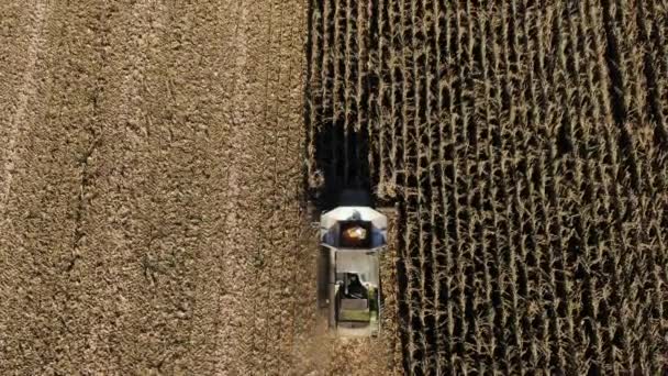 Combine Harvester máquina de colheita campo de milho no início do outono. Filtragem grande trator Milhos frescos das folhas e talos . — Vídeo de Stock