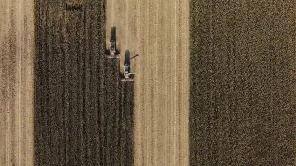 Combineer oogstmachine landbouwmachine verzamelen gouden rijpe maïs op het veld. Oogsten van maïs in de herfst. — Stockvideo