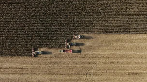 Oogsten van maïs in de herfst. Drie oogstmachines in het veld. Combineer oogstmachine landbouwmachine verzamelen gouden rijpe maïs op het veld. — Stockvideo