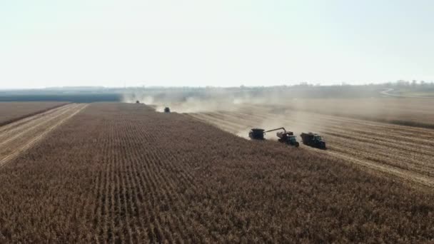 Drei Erntehelfer bei der Feldarbeit. Mähdrescher landwirtschaftliche Maschine sammelt goldenen reifen Mais auf dem Feld. drei Erntemaschinen auf dem Feld. Maisernte im Herbst. — Stockvideo