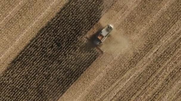 Üst manzara: tarım alanından mısır toplamayı birleştiriyor. Ekin Üretimi. Elektrik Birleştirici. — Stok video