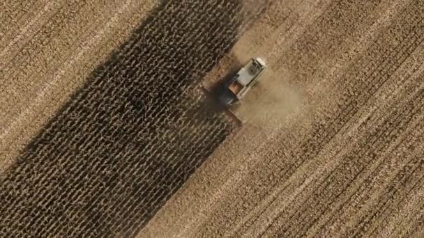 Bovenaanzicht: combineert het verzamelen van maïs uit de landbouwsector. Oogsten van plantaardige productie. Elektrische combinatie. — Stockvideo