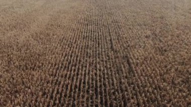 Altın yeşili mısır tarlaları üzerinde uçan hava güzel bir sonbahar gününde hasat için hazır. Mısır tarlası, sıcak bir sonbahar günü, tarımda mısır yetiştirmek..