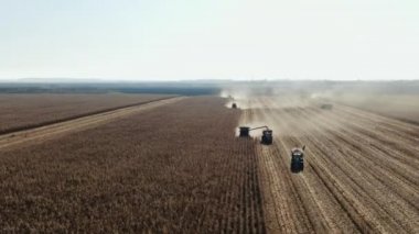 Sahada üç hasatçı var. Sonbaharda mısır hasadı. Tarlada çalışan üç hasatçı. Hasat makinesini birleştirip tarlada altın olgunluğunda mısır toplar..