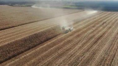 Hasadı birleştiren hasatçılar taze hasat edilen buğdayı traktör römorkuna naklediliyor. Yavaş çekim.