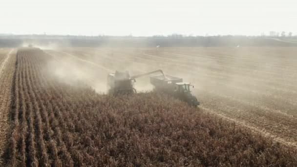 Hasat tarlasında olgunlaşmış mısırları hasat eden hasatçıyı birleştirin. Hasat araçlarını birleştirerek taze hasat edilmiş mısırları traktör römorkuna naklediyorlar. Yavaş çekim. — Stok video