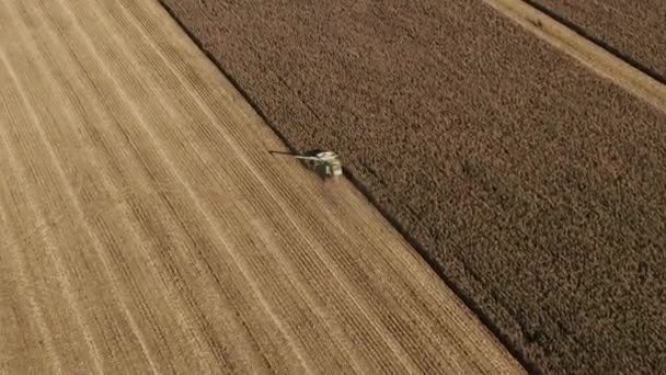 Combine Harvester corta talos de milho em uma fazenda. Barra de corte de uma ceifeira colheitadeira colhendo um campo de milho ou milho. Hora da Colheita. Auto condução de tecnologias de piloto automático. Combinação elétrica — Vídeo de Stock