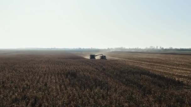 Сбор урожая кукурузы и трактор на кукурузном поле. Осенью комбайны собирают кукурузное поле. Свежие кукурузные початки из листьев и стеблей . — стоковое видео