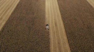 Tarımsal makineler sahada çalışıyor. Büyük Sarı Mısır Alanında Çalışan Makineyi Birleştir