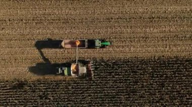 Endüstriyel tarım arazileri mevsimlik işlerini bitirir. Golden Corn Kernels, Combine Auger 'dan Cart' a düşüyor. Sonbaharda mısır hasat eden traktörler ve tarım makineleri.