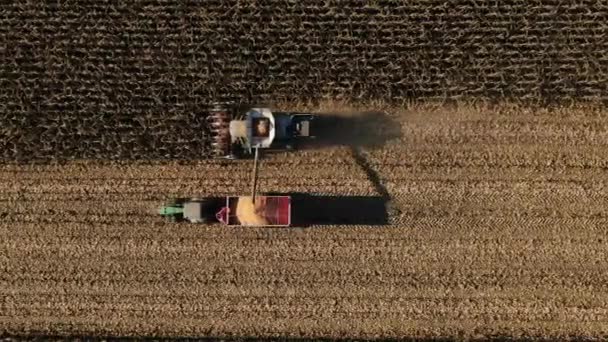 Elektro-Mähdrescher landwirtschaftliche Maschine sammelt goldenen reifen Mais auf dem Feld. Maisernte im Herbst. Mähdrescher ernten Mais vom Feld. Ernteertrag. — Stockvideo