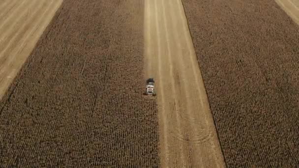 Maquinaria agrícola trabajando en el campo. Combine la máquina que trabaja en el campo amarillo grande del maíz — Vídeo de stock