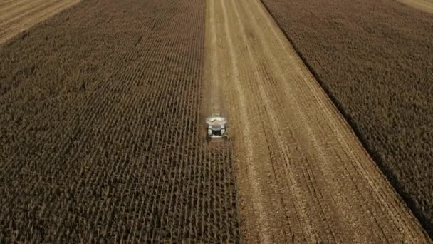 Kombajn zbożowy kroi łodygi kukurydzy na farmie. Pręt tnący kombajnu zbożowego zbierający pole kukurydzy lub kukurydzy. — Wideo stockowe