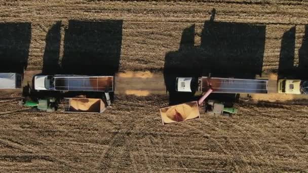 Kombinera skördetröska Auger lossa skördad majs i släpvagn. Majs som faller från Combine Auger till Grain Cart. Kombinera skördetröska med majsskörd. Skördad majs som överförs till en lastbil. — Stockvideo