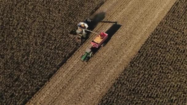 Tractores e máquinas agrícolas a colher milho no Outono. Industrial Farmland Finish the Seasonal Work. Milho dourado Kernels caindo de Combine auger no carrinho — Vídeo de Stock