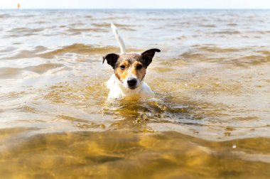 Jack Russell 'ın köpeği Baltık Denizi' nde yıkanır.