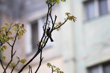    bir daldaki kuş