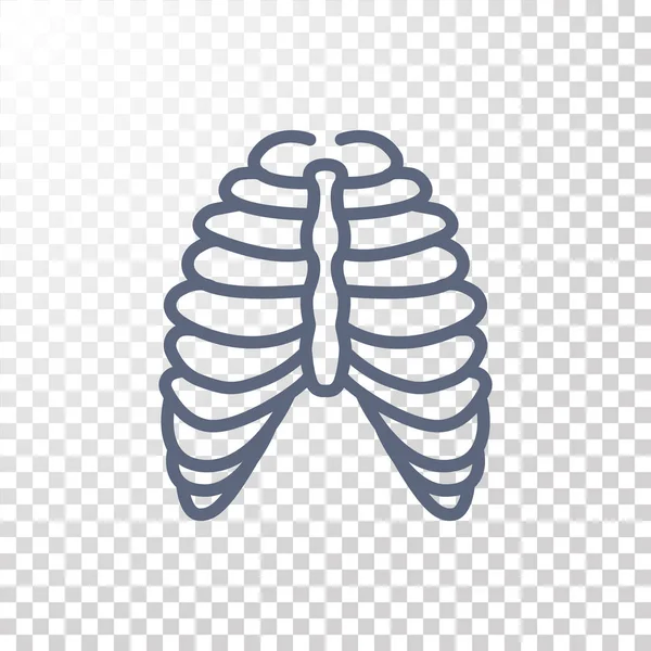 Human thorax icon — Stock Vector