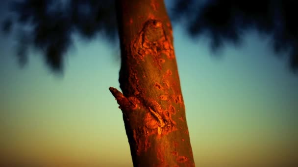 Beaux balançoires d'arbres le jour chaud d'été pendant le coucher du soleil — Video