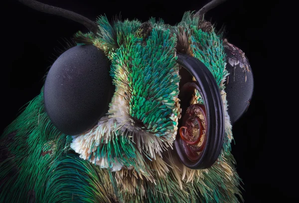 Зеленый портрет бабочки — стоковое фото