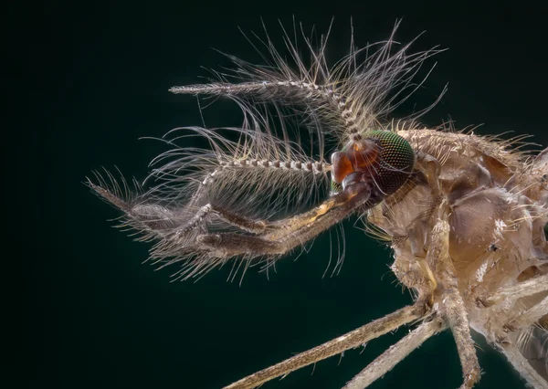 Portrait de moustique mâle — Photo