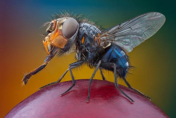 Большая головная муха на винограде — стоковое фото